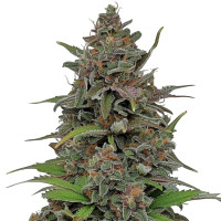 Rainbow Driver Auto | Cannabis Seeds by Azarius