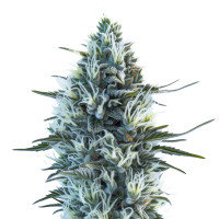 copy of White Widow Auto